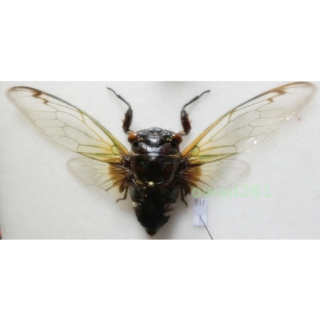 Cryptotympana acuta Signoret, 1849 107mm Indonesia, Java Is51f